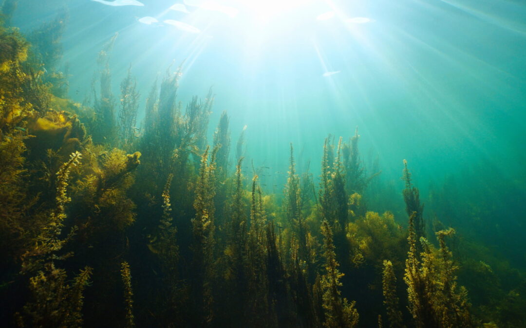 How to Avoid Sargassum Seaweed for Your Destination Wedding