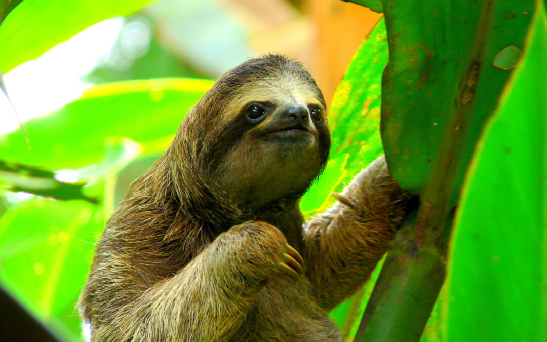 7 Fun Things to do in Costa Rica!