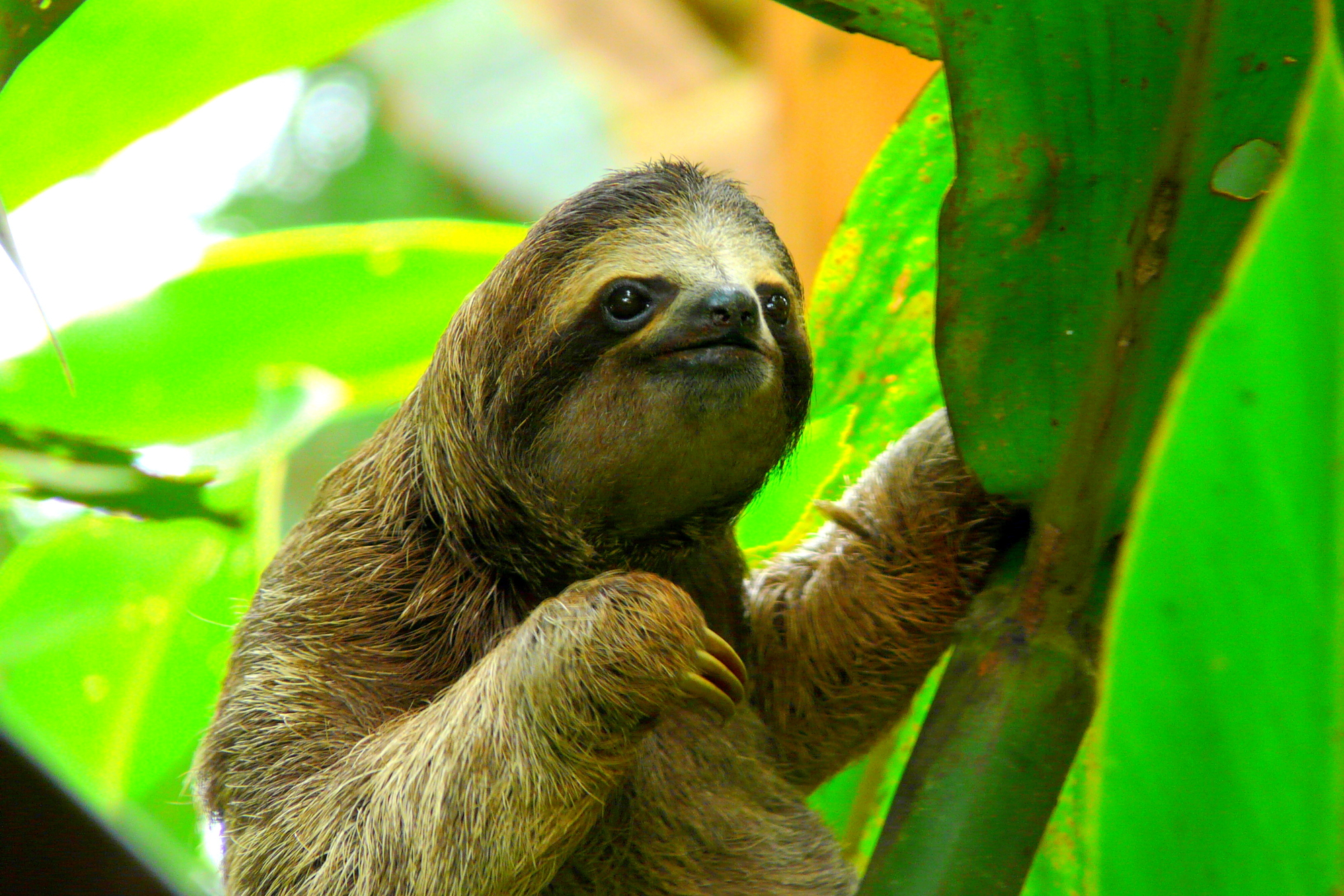 things to do in costa rica
